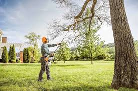 Reliable Conesus Lake, NY Tree Services Solutions