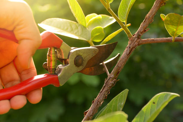 Best Tree Trimming and Pruning  in Conesus Lake, NY